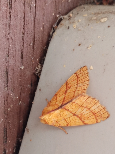 Orange Sallow