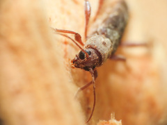 Xylotrechus smei