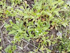 Myosotis sparsiflora
