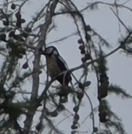 Great Spotted Woodpecker