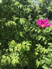 Rosa rugosa