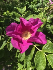 Rosa rugosa