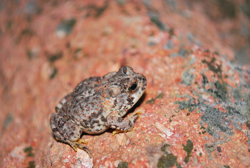 Southwestern Toad