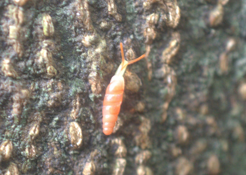 Gulella bicolor observed 2026-09-06