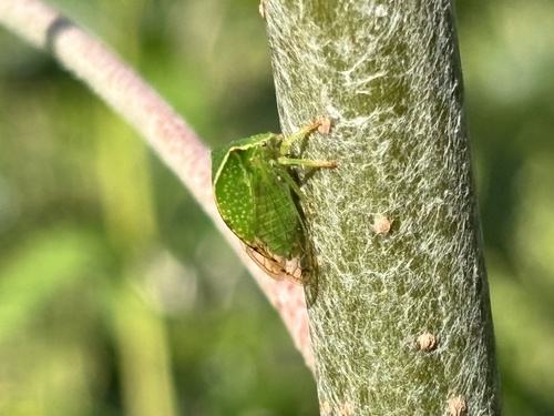 Buffalo Treehopper