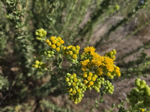 iNaturalist observation photo of Coastal Goldenbush