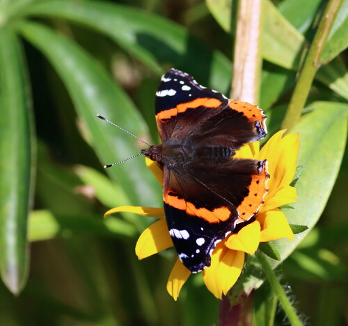 Red Admiral