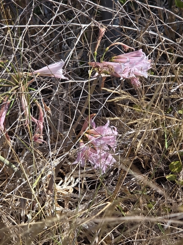 iNaturalist observation photo of Belladonna Lily