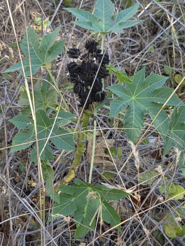 iNaturalist observation photo of castor bean