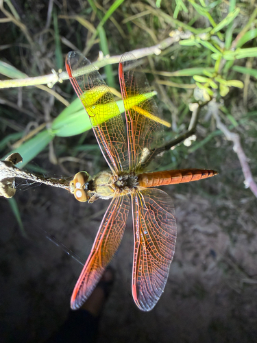 Ditch Jewel