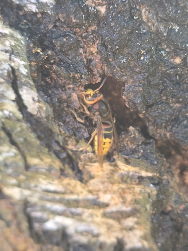 European Hornet