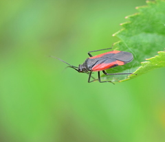 Dionconotus confluens