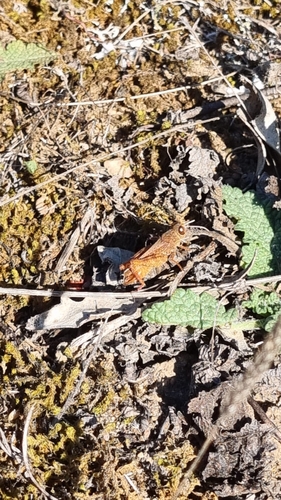 Barbary Grasshopper