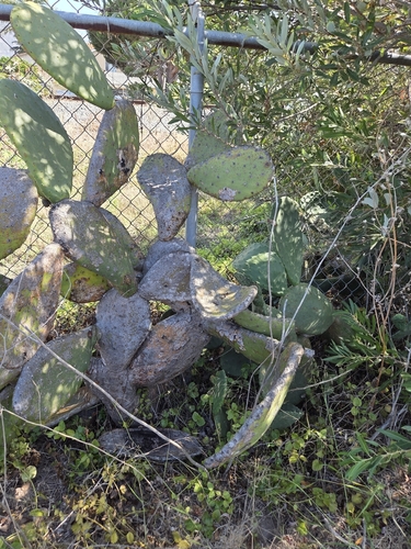 iNaturalist observation photo of Prickly Pears