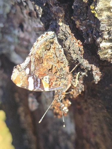 Red Admiral