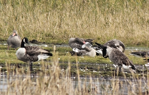 Canada Goose