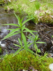 Lilium canadense