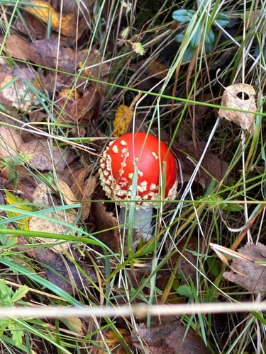Fly Agaric