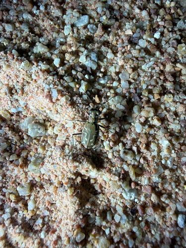 Calomera angulata