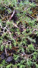 Magnoliopsida