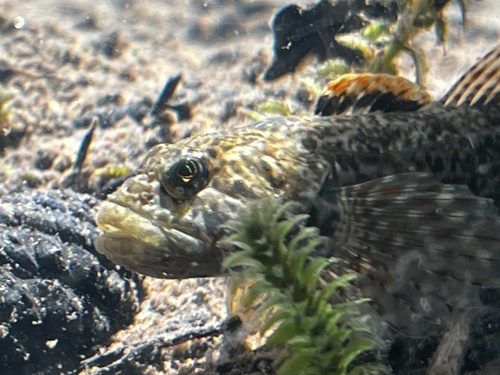 iNaturalist observation photo of Paiute Sculpin