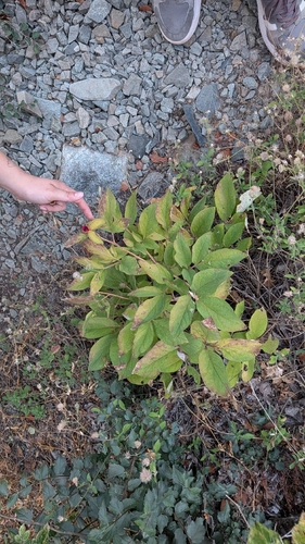 Paeonia mascula
