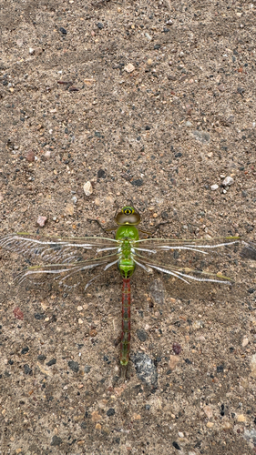 Common Green Darner