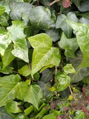 Hedera helix