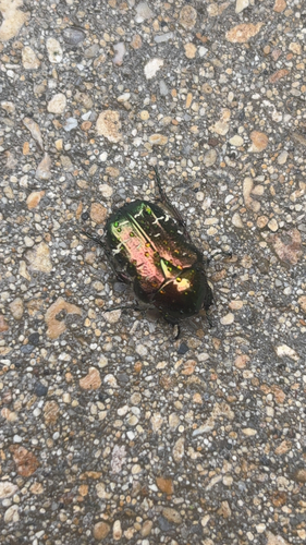 European Rose Chafer