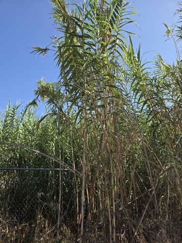 iNaturalist observation photo of giant reed