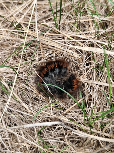 Fox Moth