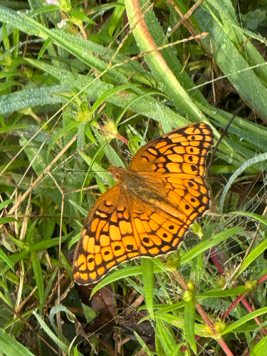 Variegated Fritillary