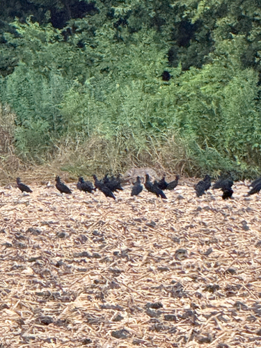 Black Vulture