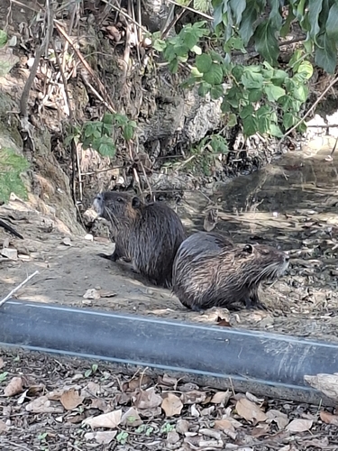 Coypu