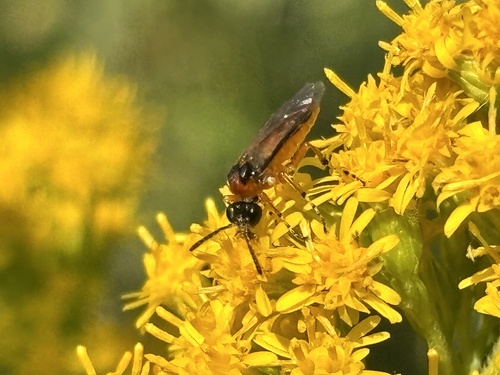 Turnip Sawfly