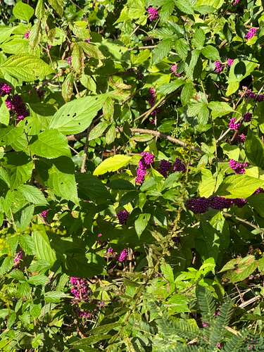 American beautyberry