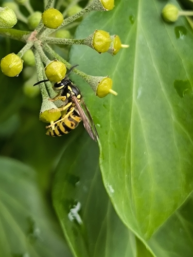 German Yellowjacket