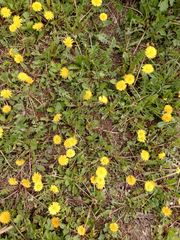 Taraxacum officinale