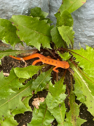 Eastern Newt