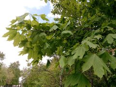 Acer platanoides