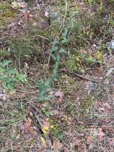 Swallow-wort