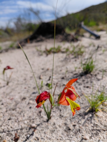 Gladiolus alatus, photograph 6