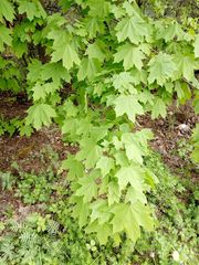 Acer platanoides