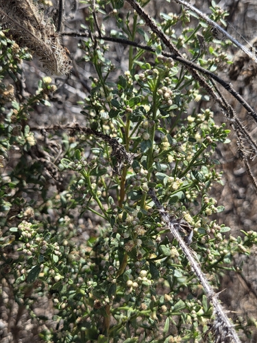 iNaturalist observation photo of coyote brush