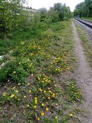 Taraxacum officinale