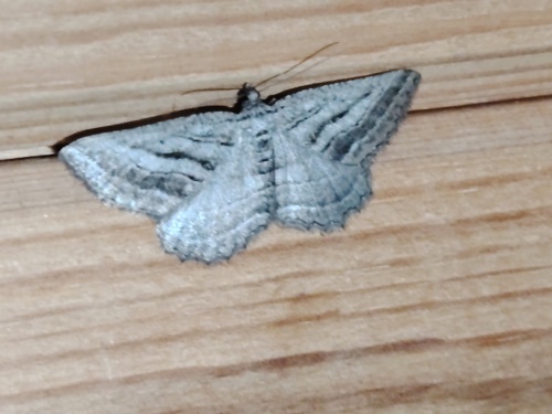 Rhoptria asperaria