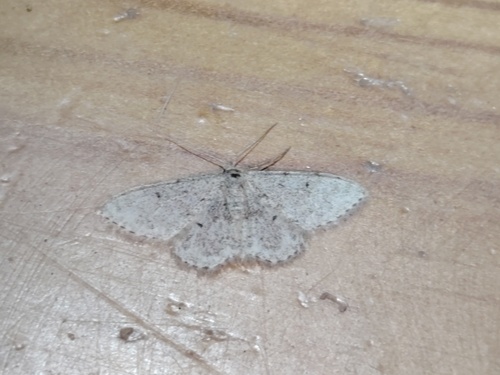 Idaea cervantaria