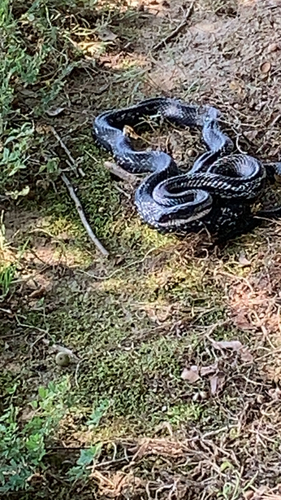 Central Ratsnake
