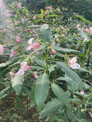Himalayan balsam
