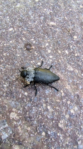 Flat-headed Root-borer